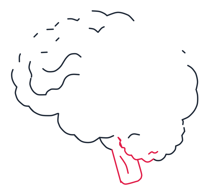 Dibujando un cerebro, paso 4: Dibuja un rectángulo corto y curvo bajo el cerebro para el tronco, tocando el cerebelo. Agrega dos pequeñas líneas curvas dentro del tronco.