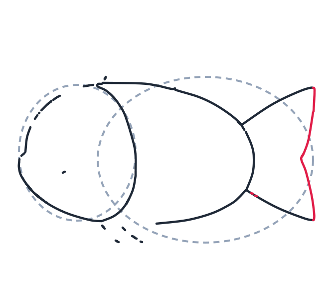 Drawing a fish, step 4: Close the tip of the tail with two straight lines on the far right, and add a tiny short line at the lower tail base.
