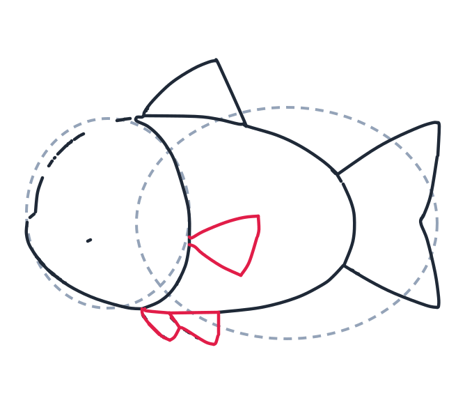 Drawing a fish, step 6: Add a leaf shape for the side fin with two curved lines. Draw two small triangles under the head for the bottom fins.