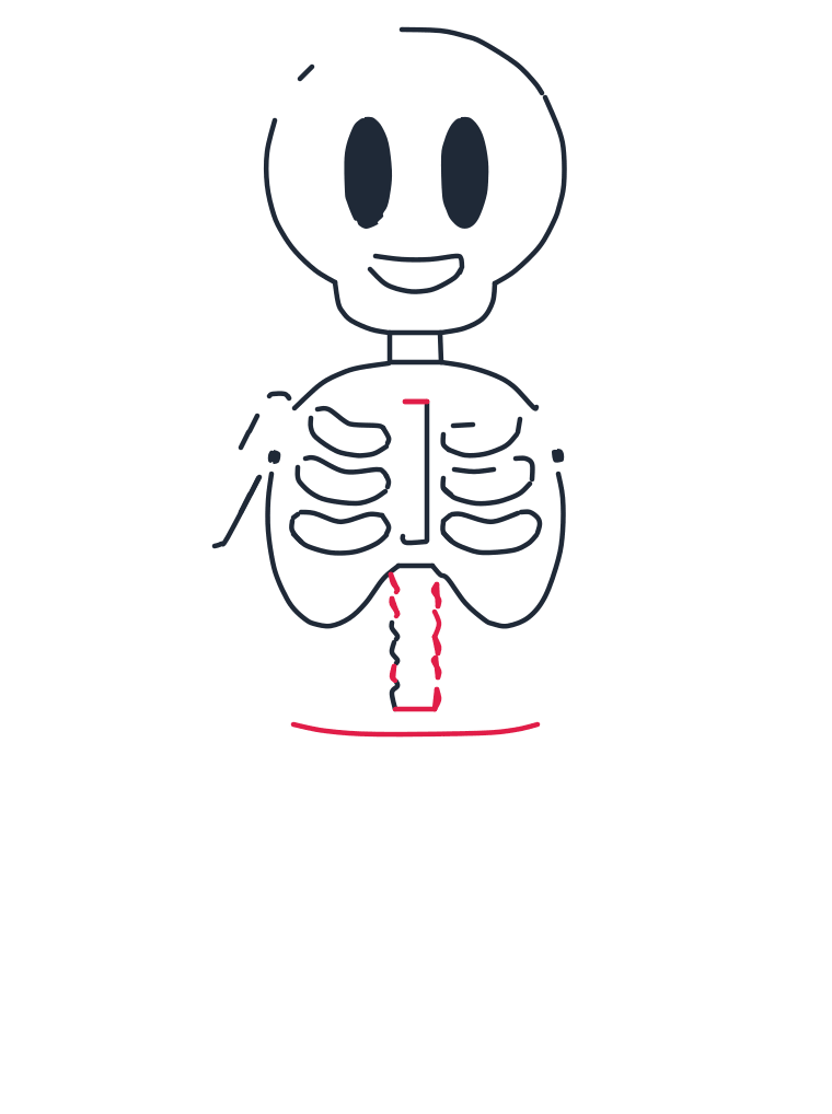 Drawing a skeleton, step 5: Add more small wiggly segments to lengthen the spine. Draw a long curved line underneath for the top of the pelvis.